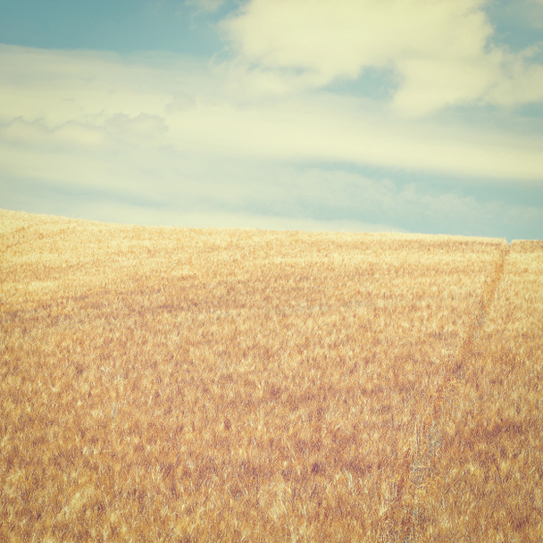 Пшеничные поля на холмах Сицилии
 - Фото, изображение