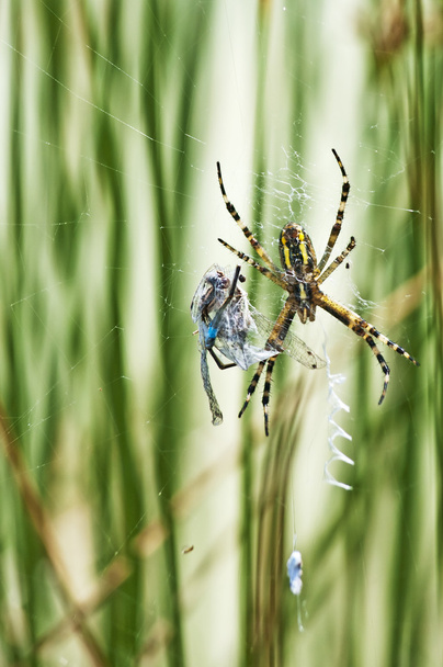 Araña con mosca damisela de cola azul
 - Foto, Imagen