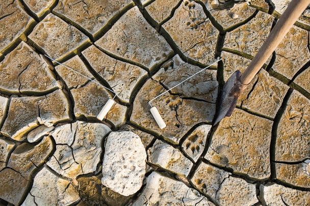 pegadas de cão em terra seca
 - Foto, Imagem