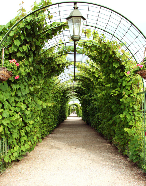 Тунель виноградної альтанки
 - Фото, зображення