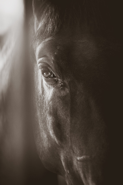 Olho do cavalo
 - Foto, Imagem