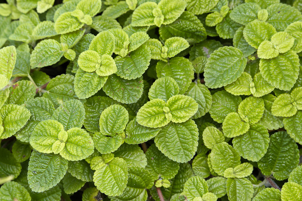 folhas de hortelã verde
 - Foto, Imagem