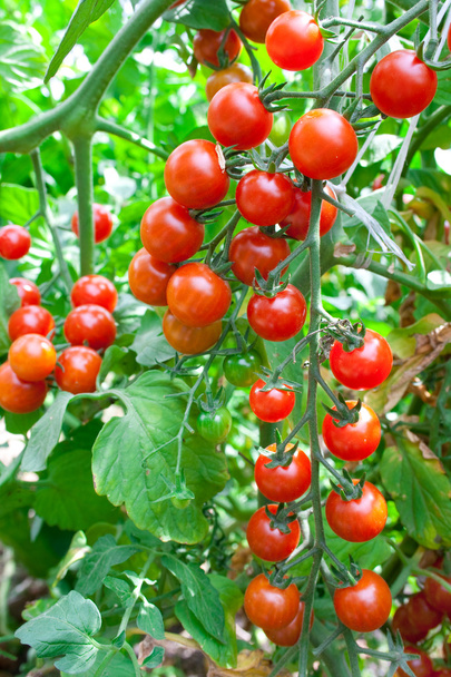 Red tomatoes - Photo, Image