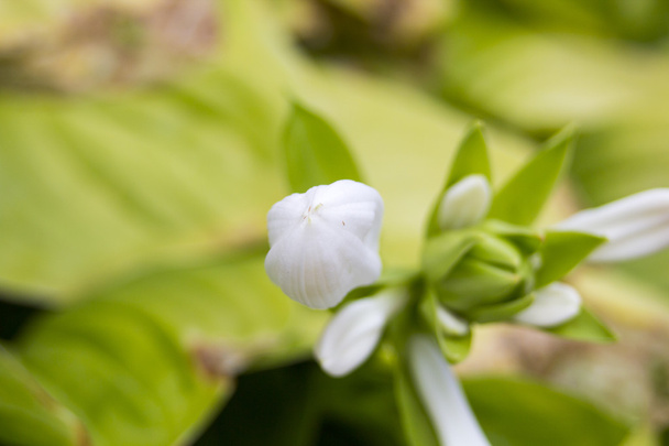 Fehér virág, a zöld levelek. Háttér  - Fotó, kép