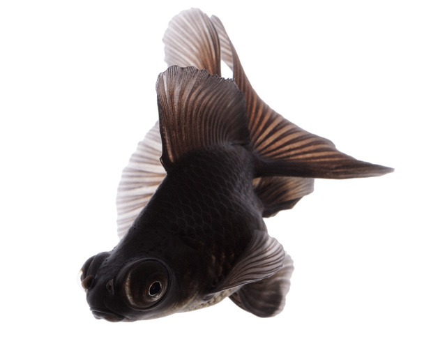 Pesce d'oro nero su bianco senza ombra
 - Foto, immagini
