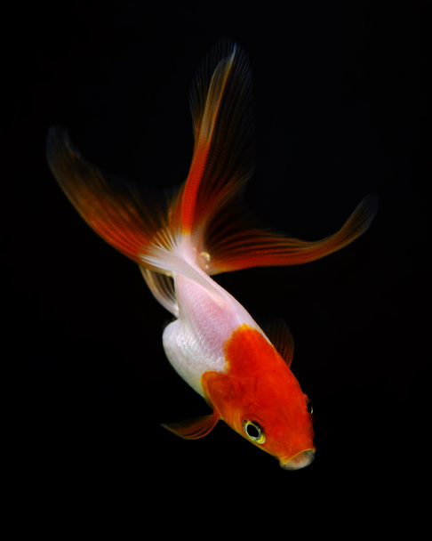 Peixe-dourado no escuro
 - Foto, Imagem