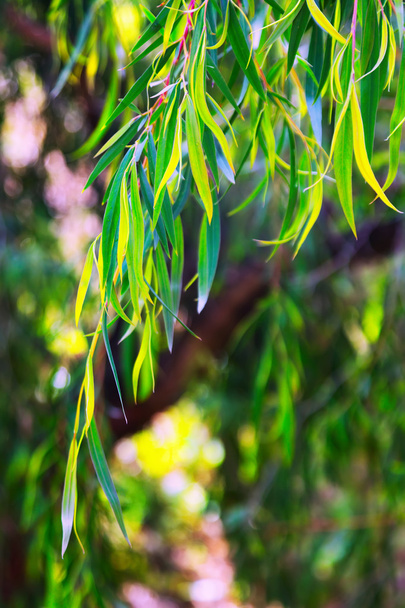 Closeup of  jarrah   plant  - Фото, изображение