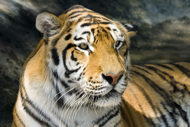 Siberian tiger - Fotoğraf, Görsel