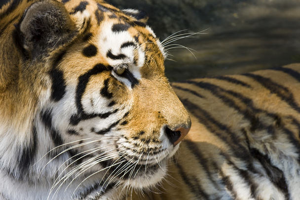 Siberian tiger - Foto, Bild