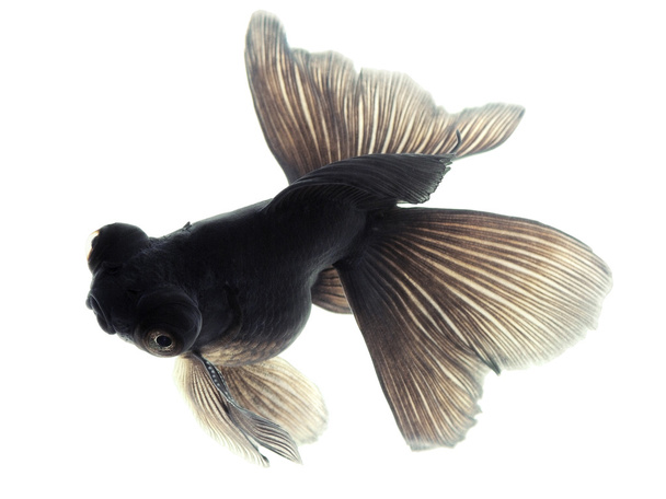白地に黒の金魚 - 写真・画像
