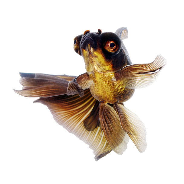 Beyaz Gölge olmadan kahverengi goldfish - Fotoğraf, Görsel