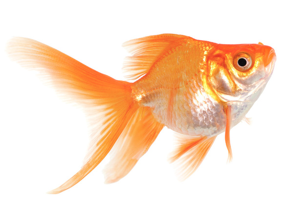 Kulta kala valkoisella taustalla
 - Valokuva, kuva