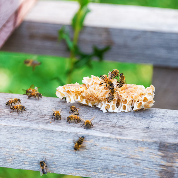 Honigbienen schwärmen und fliegen um ihren Bienenstock - Foto, Bild