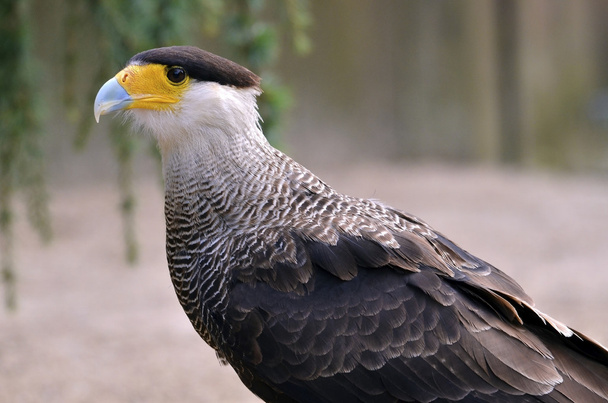 Portrait of Southern Crested Caracara - Photo, Image