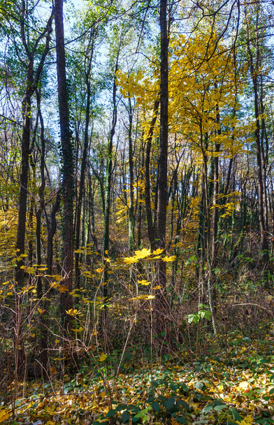 Morning autumn forest. - Фото, изображение
