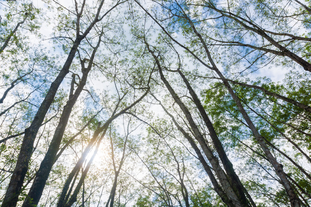 Gumové plantáž větev zmrtvýchvstalého pohled - Fotografie, Obrázek