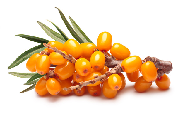Branch of sea buckthorn berries, clipping paths - Photo, Image