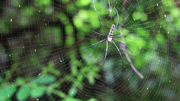 Golden Orb Web spider. - Footage, Video