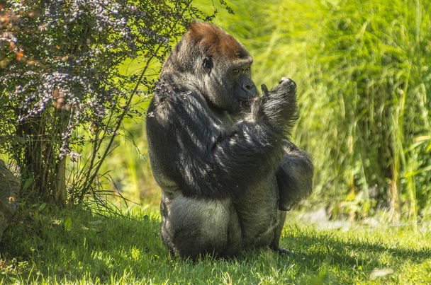 stříbrný zadní gorila - Fotografie, Obrázek