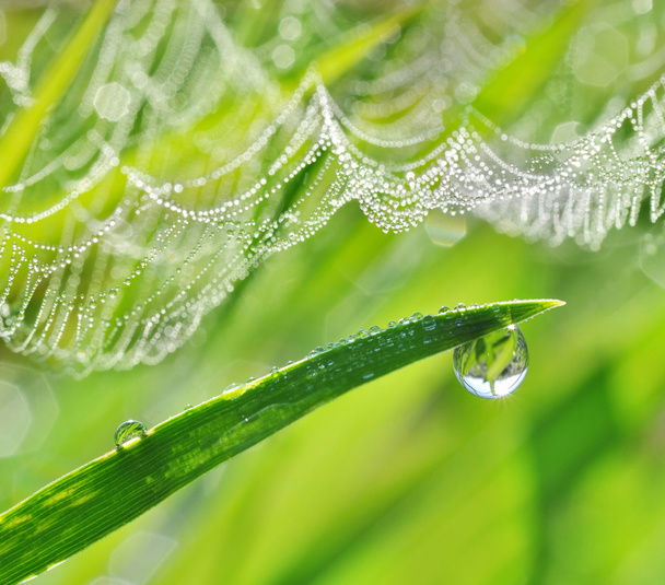 緑の草とクモの web のクローズ アップの露滴. - 写真・画像