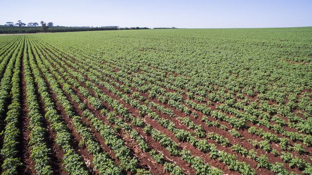 Luchtfoto van de aardappelen plantage in Sao Paulo staat-Brazi - Foto, afbeelding
