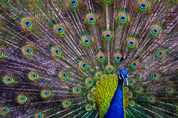 Павлин с красочным разбросанным хвостом Впечатляющая птица
 - Фото, изображение