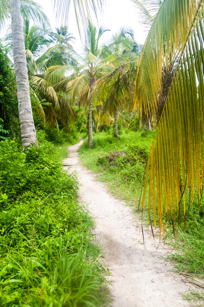 Trail on Mucura island of San Bernardo archipelago, Colombia - Photo, image