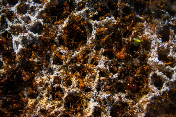 Milhares de formigas em estruturas de terra de colônia
 - Foto, Imagem