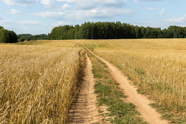 пшеничне поле з дорогою
 - Фото, зображення