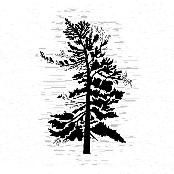 Silhouette of pine tree - Vector, afbeelding