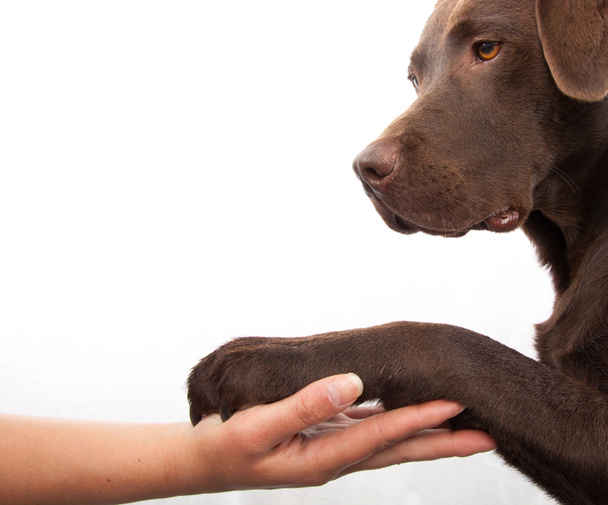 Patte de chien et main humaine faisant une poignée de main
 - Photo, image