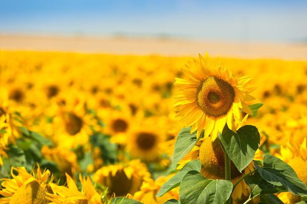 квітучі соняшники в полі
 - Фото, зображення
