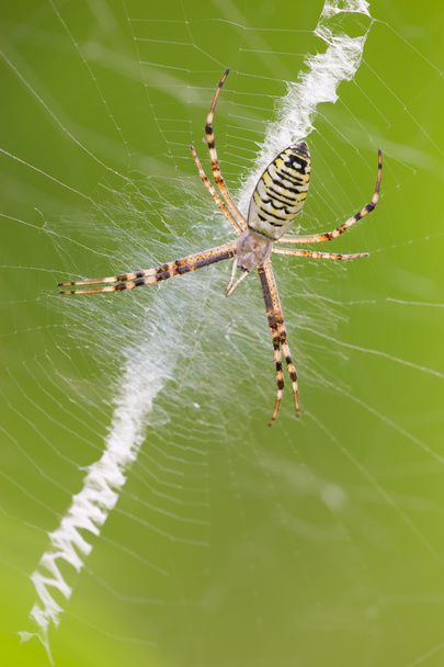 Αργιόπη αράχνη - Φωτογραφία, εικόνα
