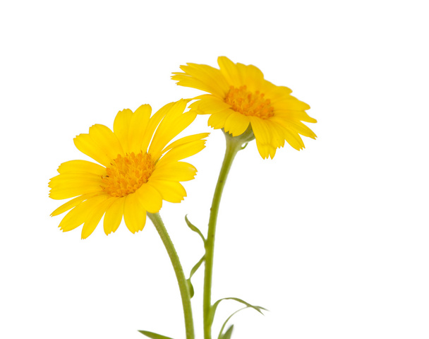 Flor amarilla del prado
 - Foto, imagen