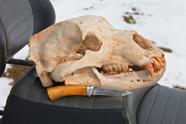 頭蓋骨カムチャッカ ヒグマと狩猟用ナイフ - 写真・画像