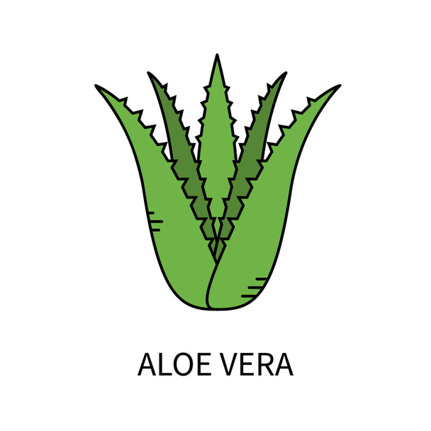 Aloe vera isolé sur blanc
  - Vecteur, image
