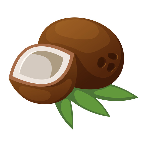 Coconut vector illustration isolated - Vector, imagen