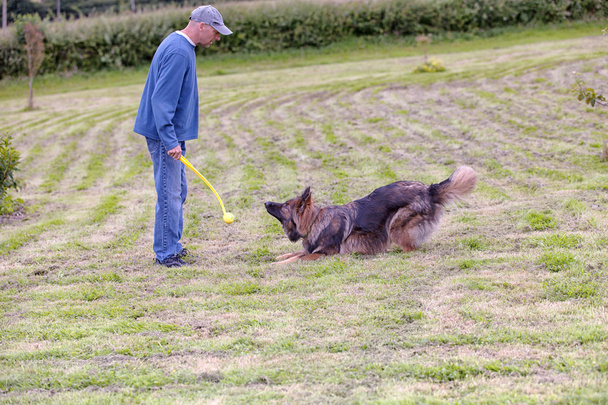 Mies kouluttaa koiraansa ulkona lelun kanssa
 - Valokuva, kuva
