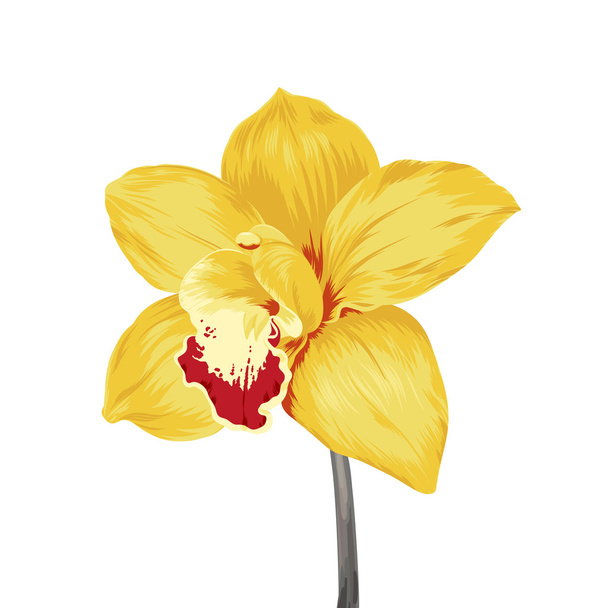 単一の黄色の蘭の花  - ベクター画像