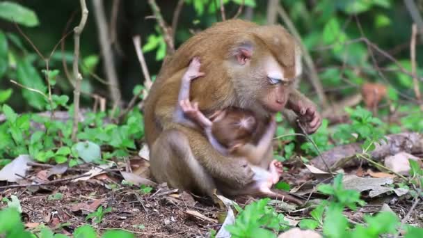 Monkey nursing child. - Footage, Video