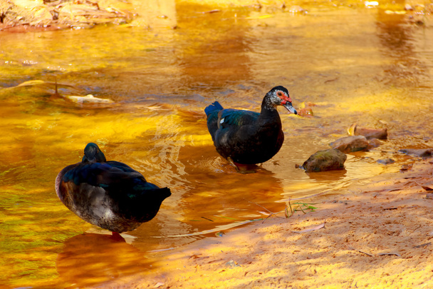 Black Duck on the water . - Zdjęcie, obraz