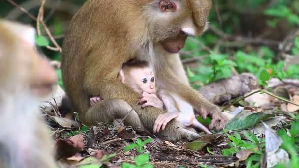 Małpa dziecko opieki. - Materiał filmowy, wideo