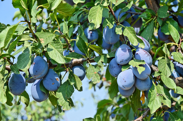 セルビアのプラム果樹園 - 写真・画像