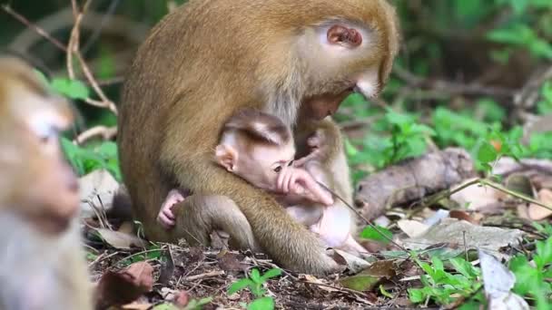 Scimmia che allatta bambino
. - Filmati, video