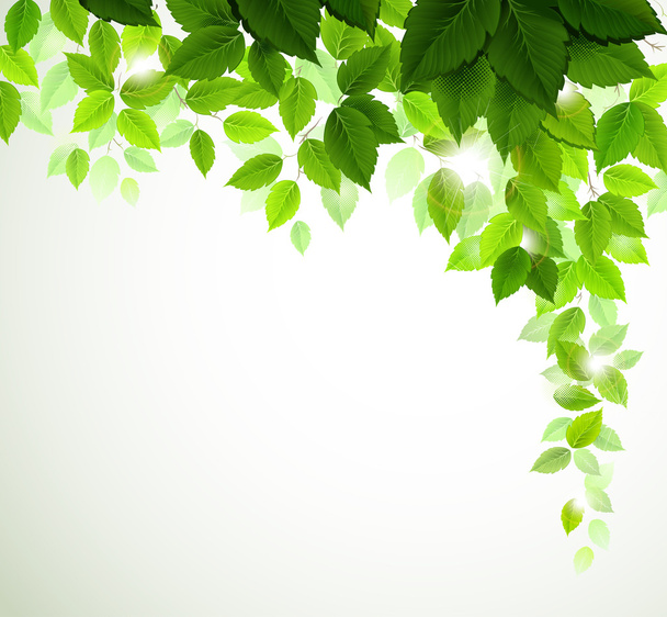 Branch with fresh green leaves - ベクター画像