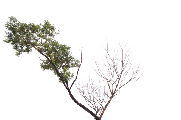 Beyaz adam izole tek eski ve ölü ağaç - Fotoğraf, Görsel