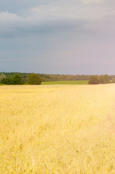 Pšeničné pole ve středu den - Fotografie, Obrázek
