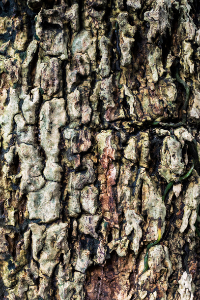 An Tree bark texture with leaf die . - Foto, Imagem