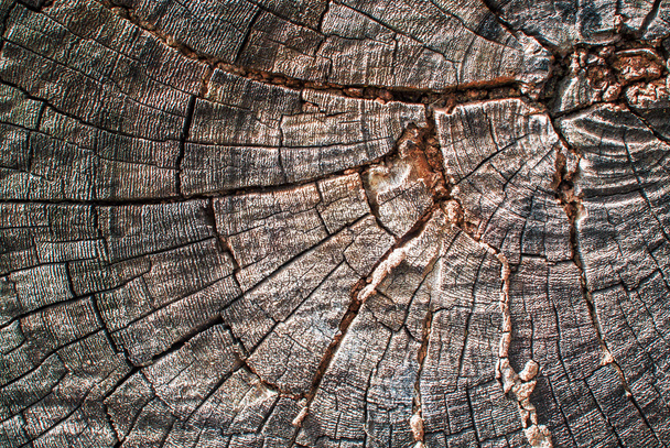 Struttura dell'albero del ceppo con luce morbida
  - Foto, immagini