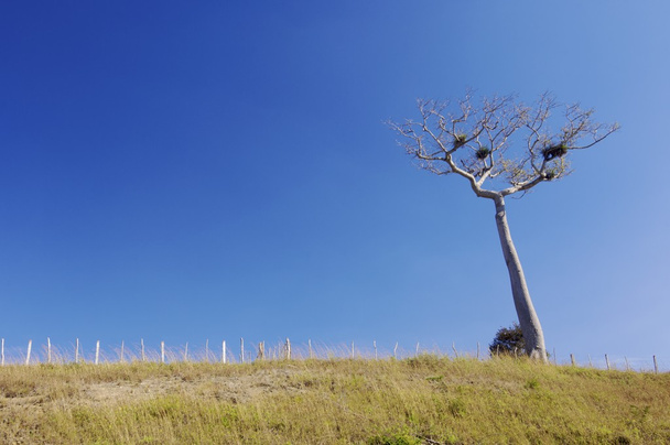 Ceiba pentandra - Photo, Image